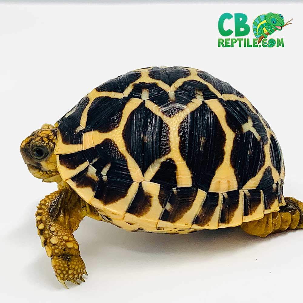 Baby turtles store for sale craigslist