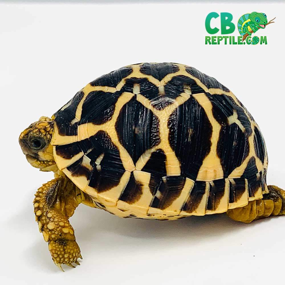 Indian Star Tortoise For Sale Baby Indian Star Tortoise