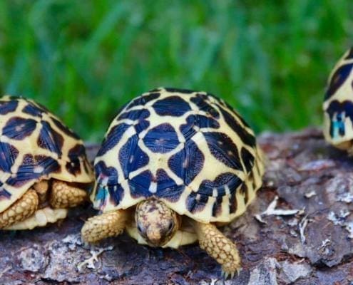 baby indian star tortoise for sale