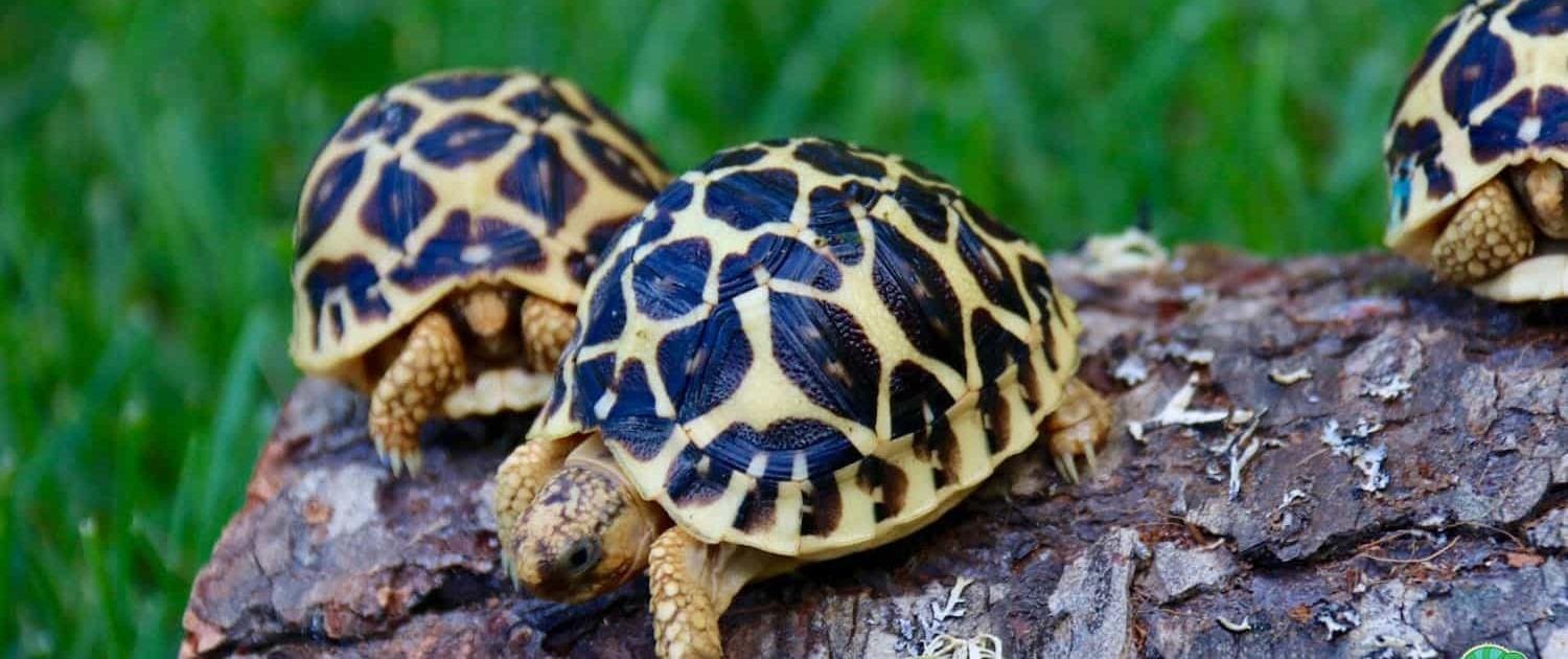 indian star tortoises for sale