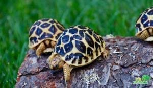 indian star tortoises for sale