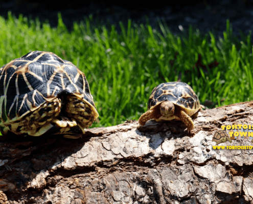 indian star tortoise