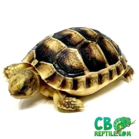 Marginated tortoise for sale