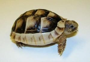 marginated tortoise for sale