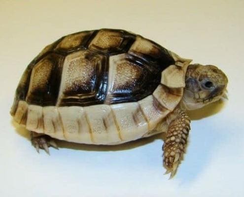 marginated tortoise for sale