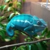 Nosy Be Panther Chameleons for sale