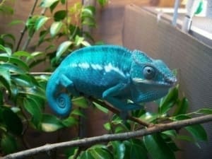 Nosy Be Panther Chameleon