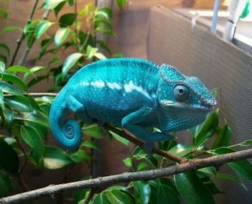 Nosy Be Panther Chameleons for sale