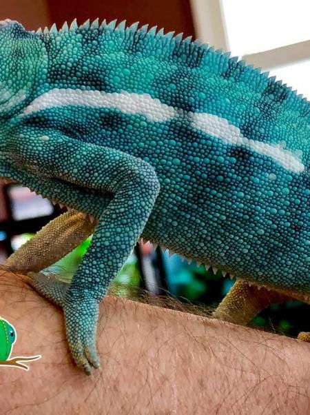 Nosy Faly Panther Chameleon for sale online Nosy Faly Panther