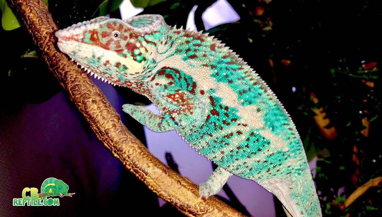 Nosy Be Panther Chameleon for sale online Nosy Be Panther Chameleons
