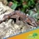 orange blotch gargoyle gecko