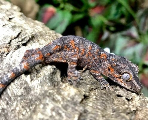 orange blotch gargoyle gecko