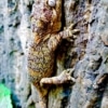 orange blotch gargoyle gecko