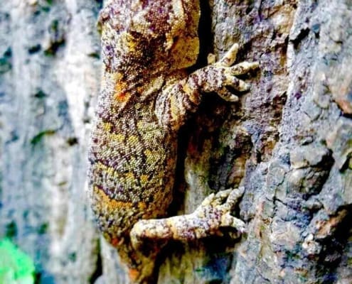 orange blotch gargoyle gecko