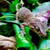 orange blotch gargoyle gecko