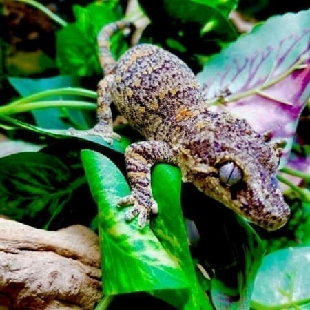 orange blotch gargoyle gecko