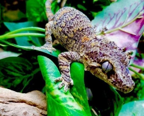 orange blotch gargoyle gecko