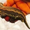 gargoyle gecko sale