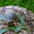 ornate box turtle