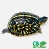 ornate box turtle