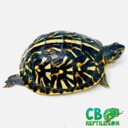ornate box turtle