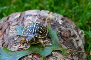 ornate box turtle