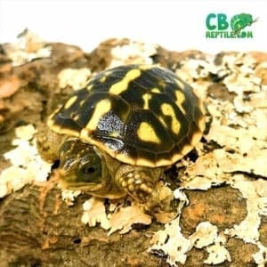 ornate box turtle for sale