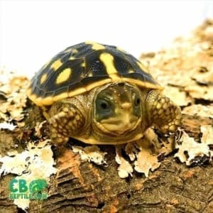 ornate box turtle for sale