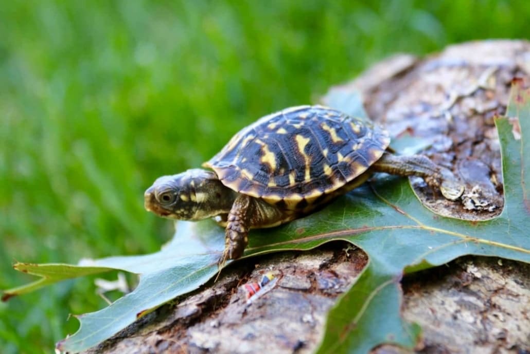 ornate box turtle for sale