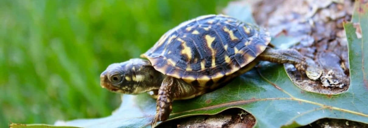 ornate box turtle for sale