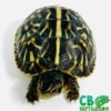 ornate box turtle for sale