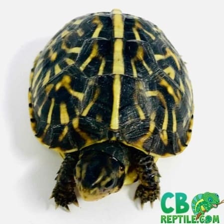 ornate box turtle for sale