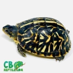 ornate box turtle for sale