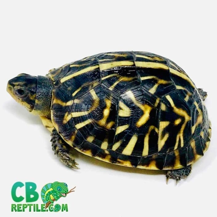 Box turtle for sale baby box turtles for sale eastern box turtle for sale 3 toe