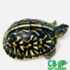 ornate box turtle for sale