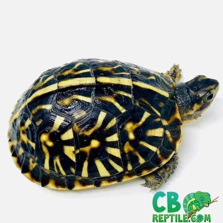 Ornate Box turtle for sale baby ornate box turtles for sale online