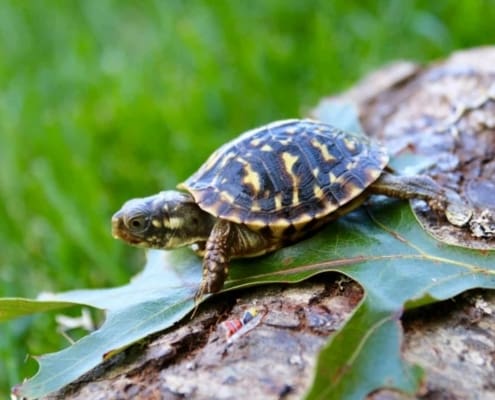 ornate box turtle for sale