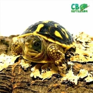 ornate box turtles for sale