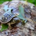 ornate box turtles