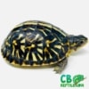 ornate box turtles for sale