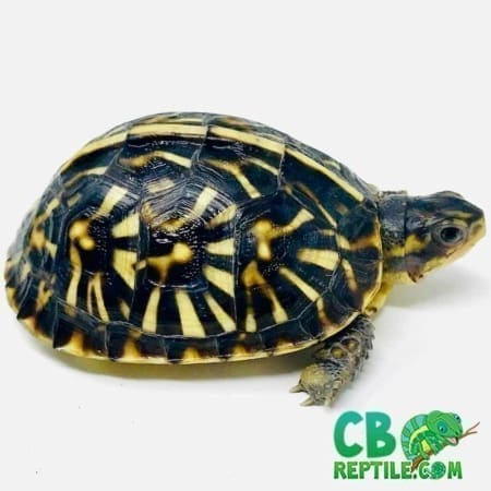 ornate box turtles for sale
