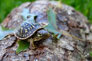 ornate box turtles