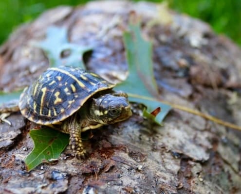 ornate box turtles