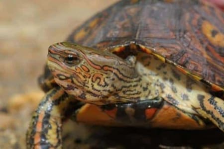 painted wood turtle for sale