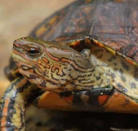 painted wood turtle for sale