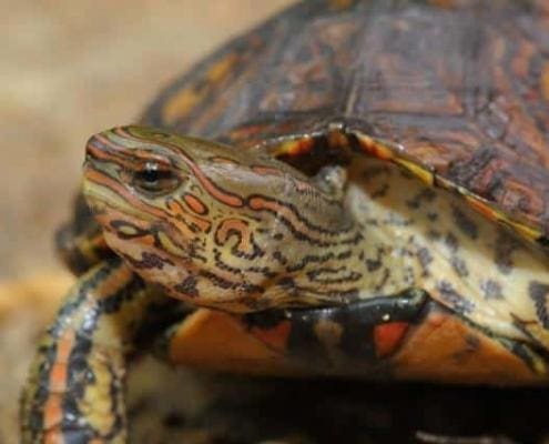 painted wood turtle for sale