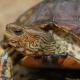 painted wood turtle for sale