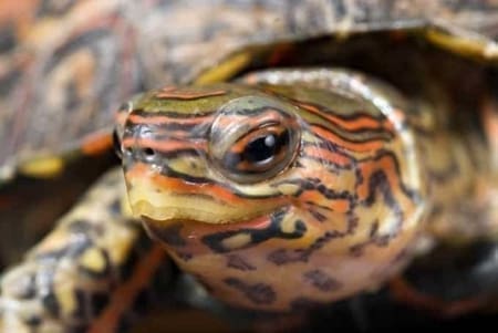 Ornate Wood Turtle for sale - Image 2