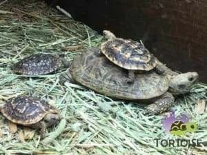 pancake tortoises for sale