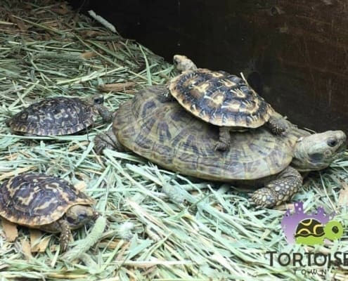 pancake tortoises for sale